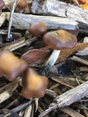 Psilocybe cyanescens
