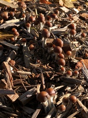 Psilocybe cyanescens