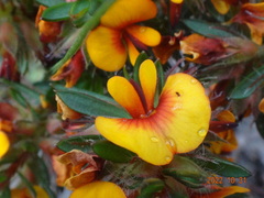 Pultenaea humilis