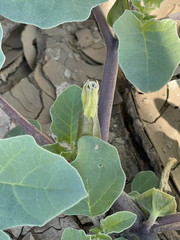 Datura arenicola