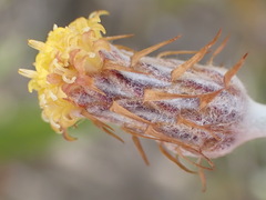 Syncarpha gnaphaloides