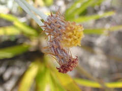 Syncarpha gnaphaloides