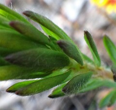 Pultenaea humilis