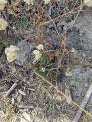 Pseudognaphalium biolettii