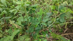 Crotalaria pallida