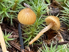 Galerina