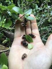 Pittosporum cornifolium