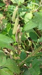 Crotalaria pallida