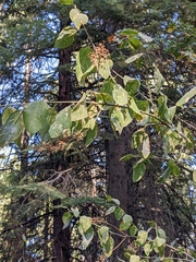 Ceanothus integerrimus