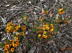 Pultenaea humilis