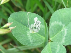 Liriomyza fricki