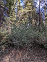 Ceanothus integerrimus