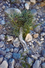 Ephedra aspera