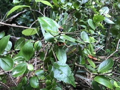 Pittosporum cornifolium