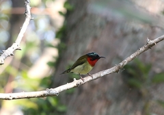 Aethopyga christinae