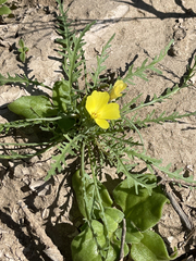 Eulobus sceptrostigma