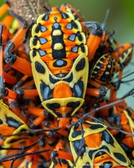 Pachylis nervosus