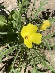 Eulobus sceptrostigma