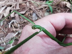 Ramulus rotundus