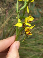 Diuris