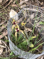 Caladenia dilatata
