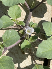 Datura arenicola
