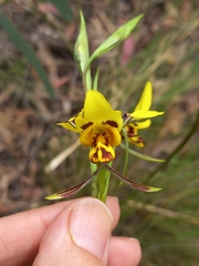 Diuris
