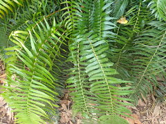 Blechnum punctulatum