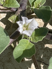 Datura arenicola