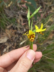 Diuris