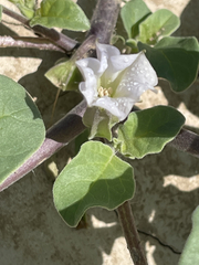 Datura arenicola