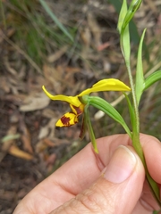 Diuris