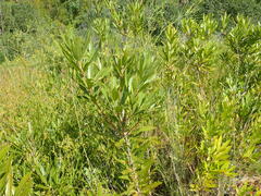 Brabejum stellatifolium