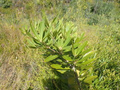 Brabejum stellatifolium