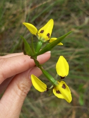 Diuris