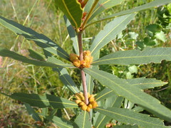 Brabejum stellatifolium