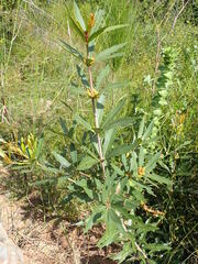 Brabejum stellatifolium