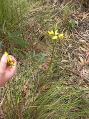 Diuris