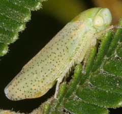 Batracomorphus