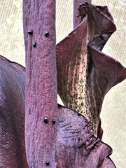 Histeridae