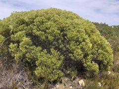 Leucadendron meridianum