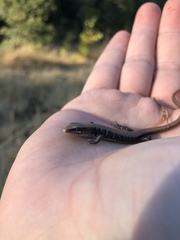 Elgaria multicarinata scincicauda