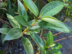 Boehmeria densiflora