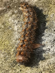 Lonomia
