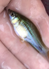 Xiphophorus hellerii