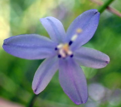 Caesia contorta