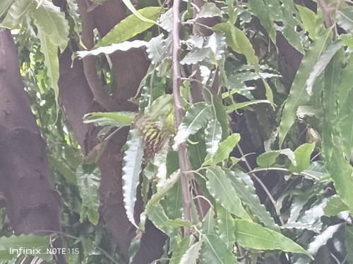 Tailed Jay