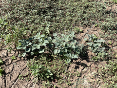 Datura arenicola