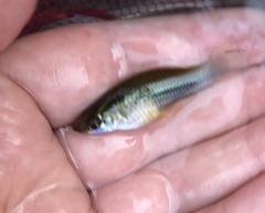 Xiphophorus hellerii