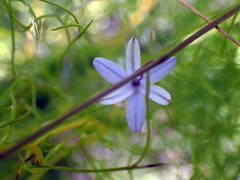 Caesia contorta